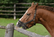 What are common behavioral issues in young horses, and how can they be addressed?