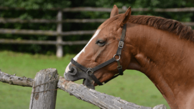 What are common behavioral issues in young horses, and how can they be addressed?