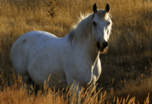 What are the key commands used to control a horse's speed and direction?