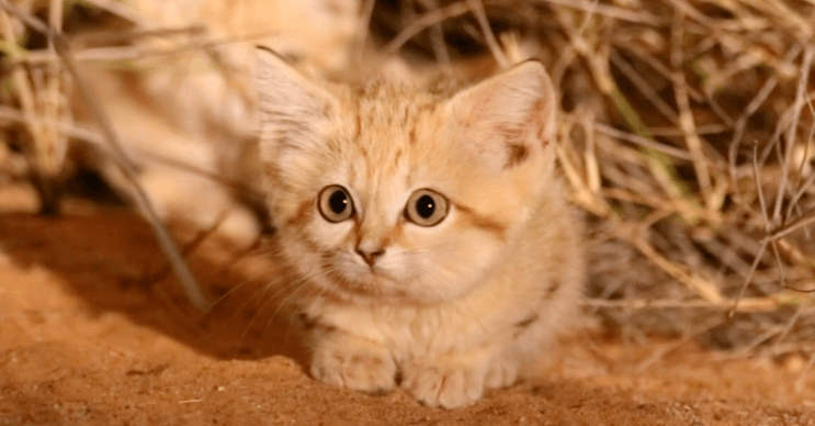Cute:8ht4wtxoogy= Sand Cat
