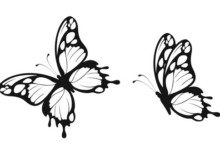 Outline:6f8gxsnezbk= Butterfly Template