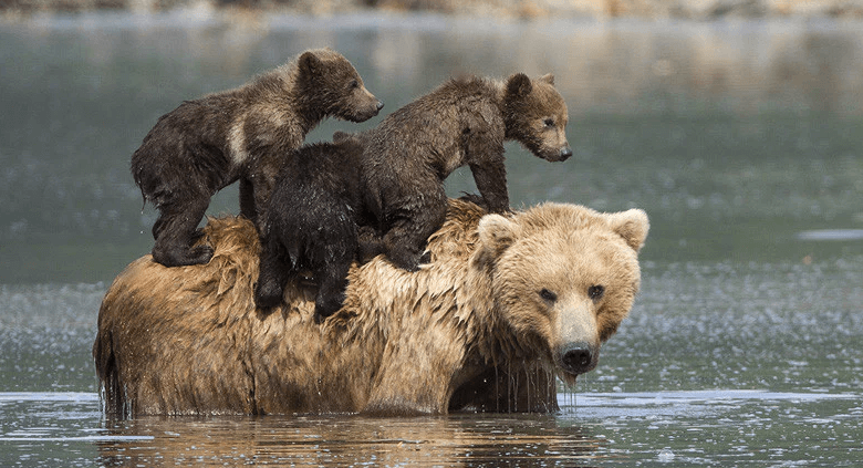 Baby:3i8-At21ivo= Bears