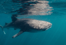 Baby:3lp2ghbiesa= Whale Sharks