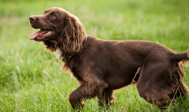 Baby:-3wm8afguxw= Boykin Spaniel