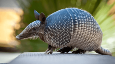 Cute:9cz6lge6wlg= Armadillo